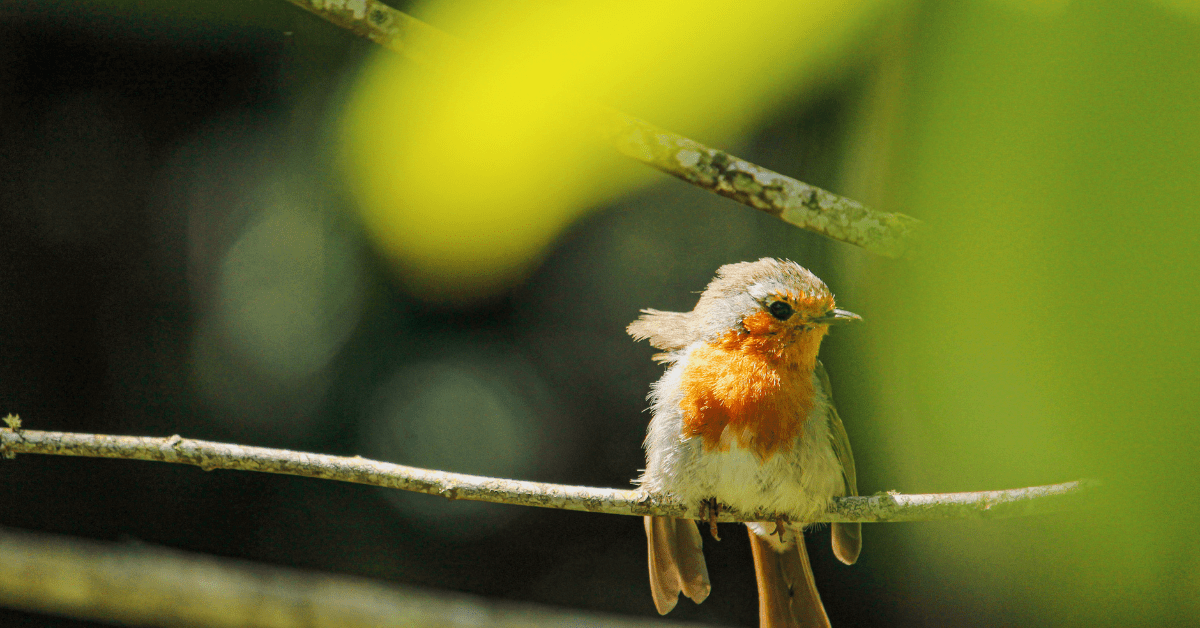 Best Cameras for Bird Photography in 2026