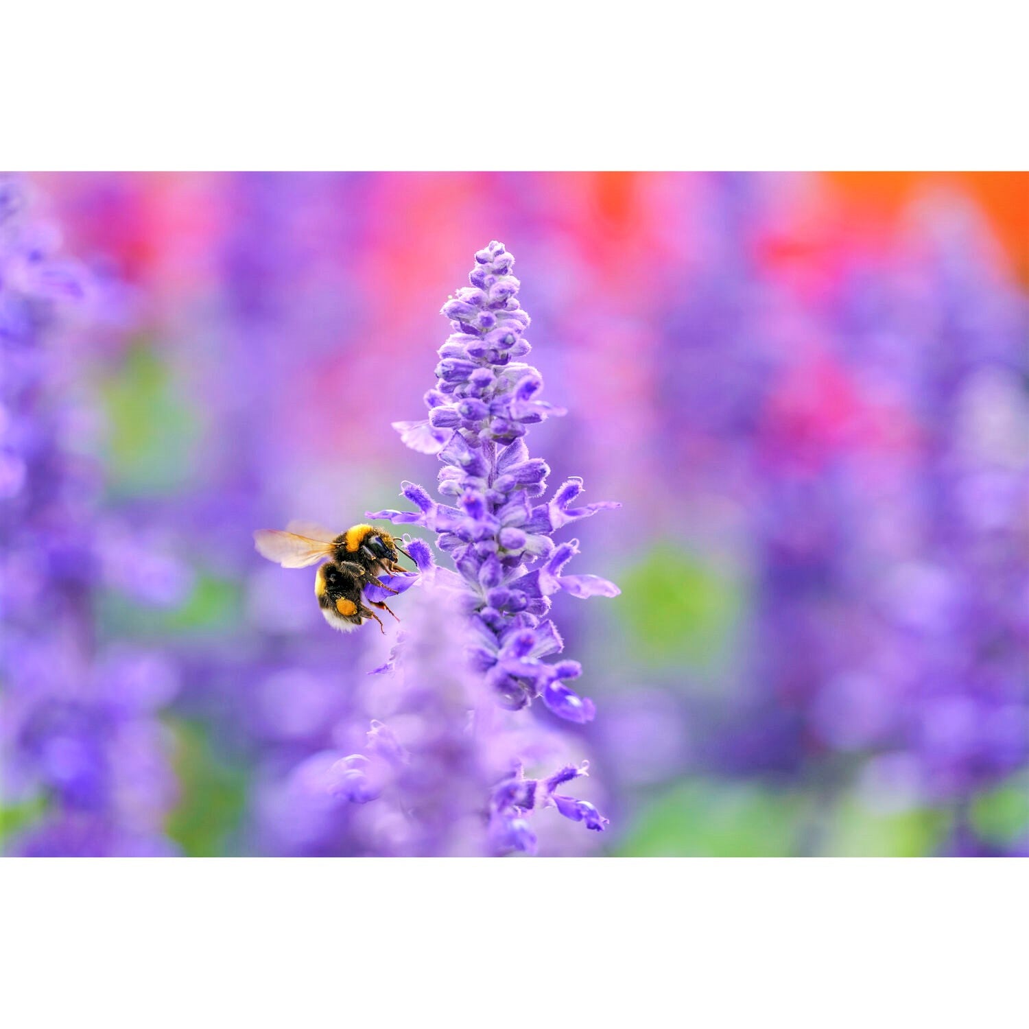 Sigma 105mm F2.8 DG DN Macro Art Lens for Sony E with Sample Shot