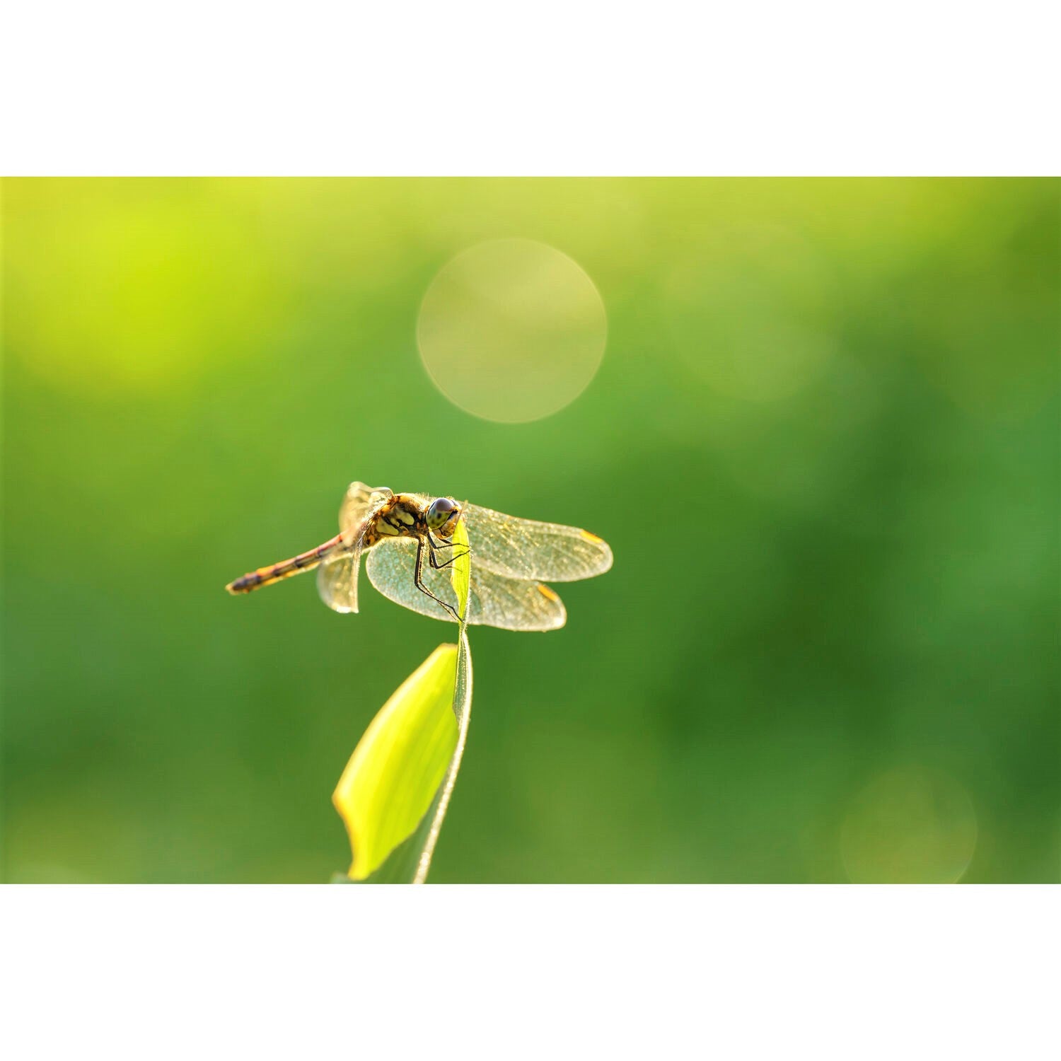 Sigma 105mm F2.8 DG DN Macro Art Lens for Leica L with Sample Shot