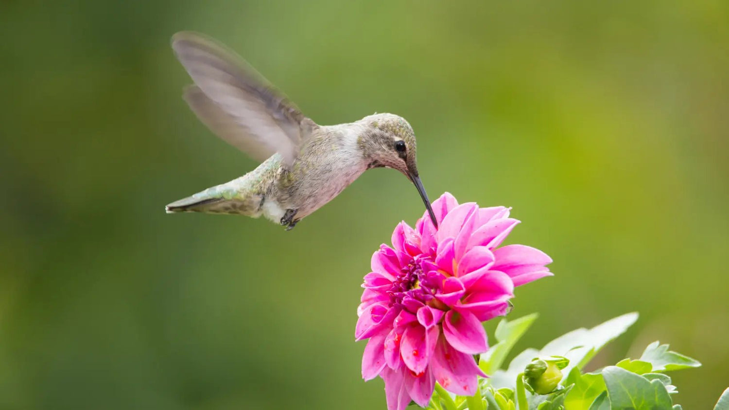 Bird Photography: Capturing the Essence of Avian Beauty