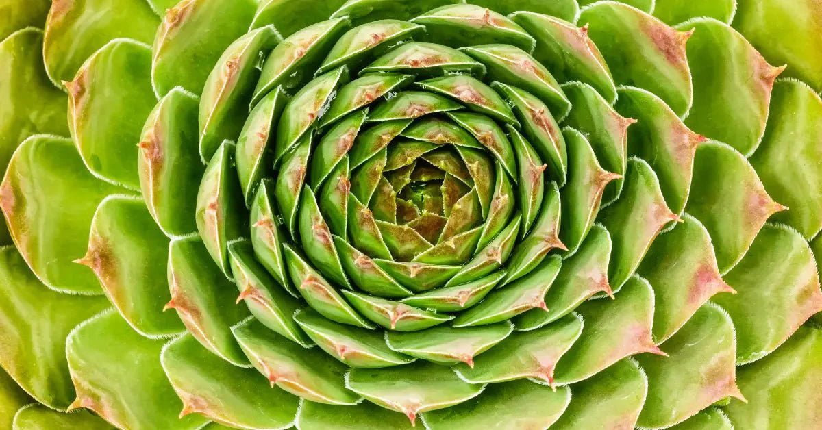 Symmetry and Patterns in Photography By Nuzira