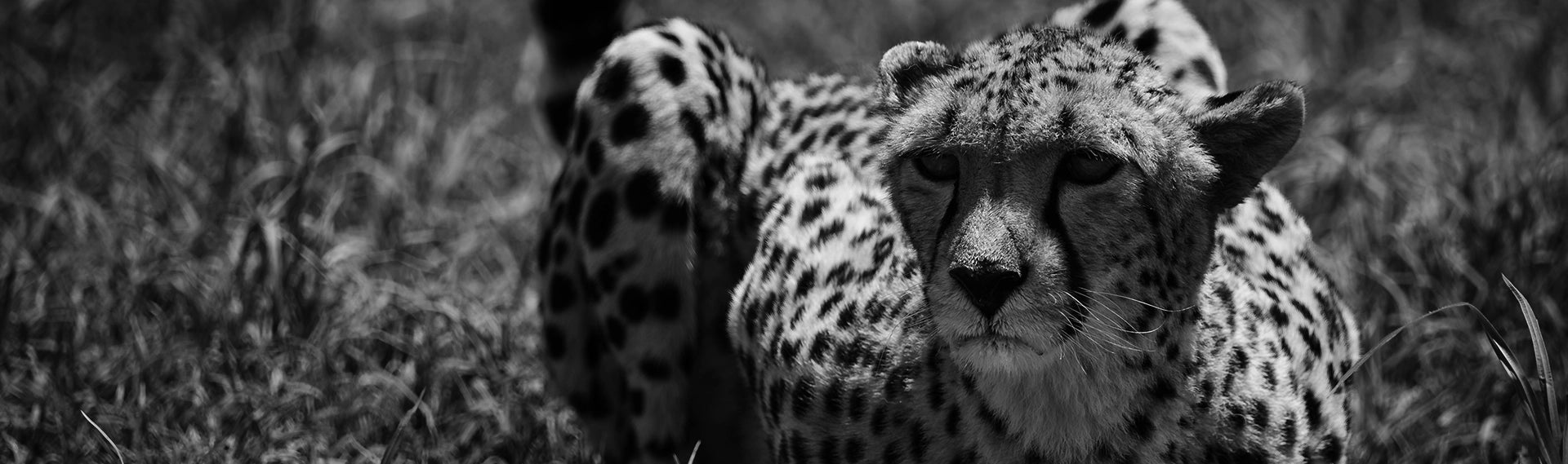 14x40 techno stabi tigers at wild life