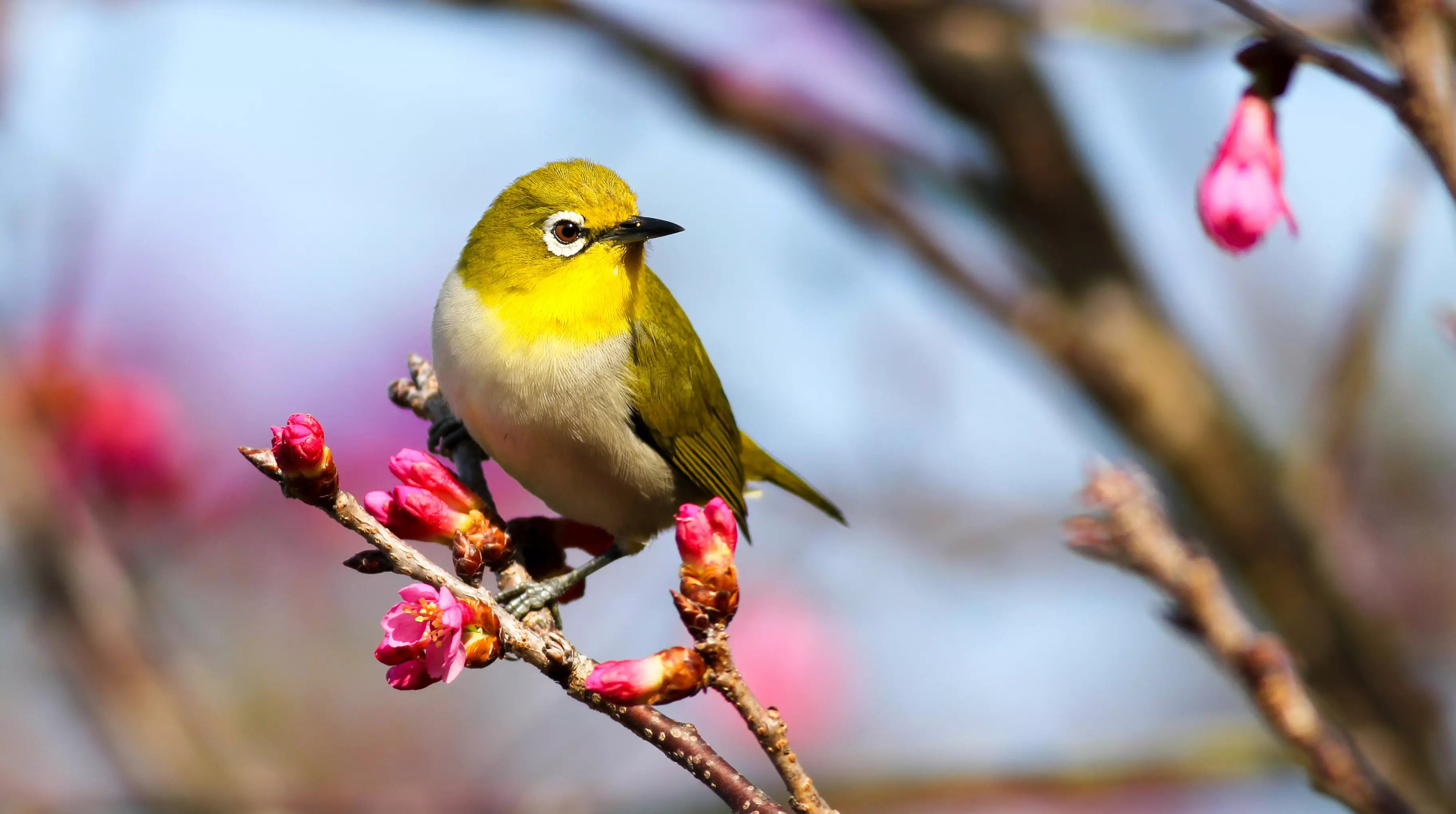 Bird photography